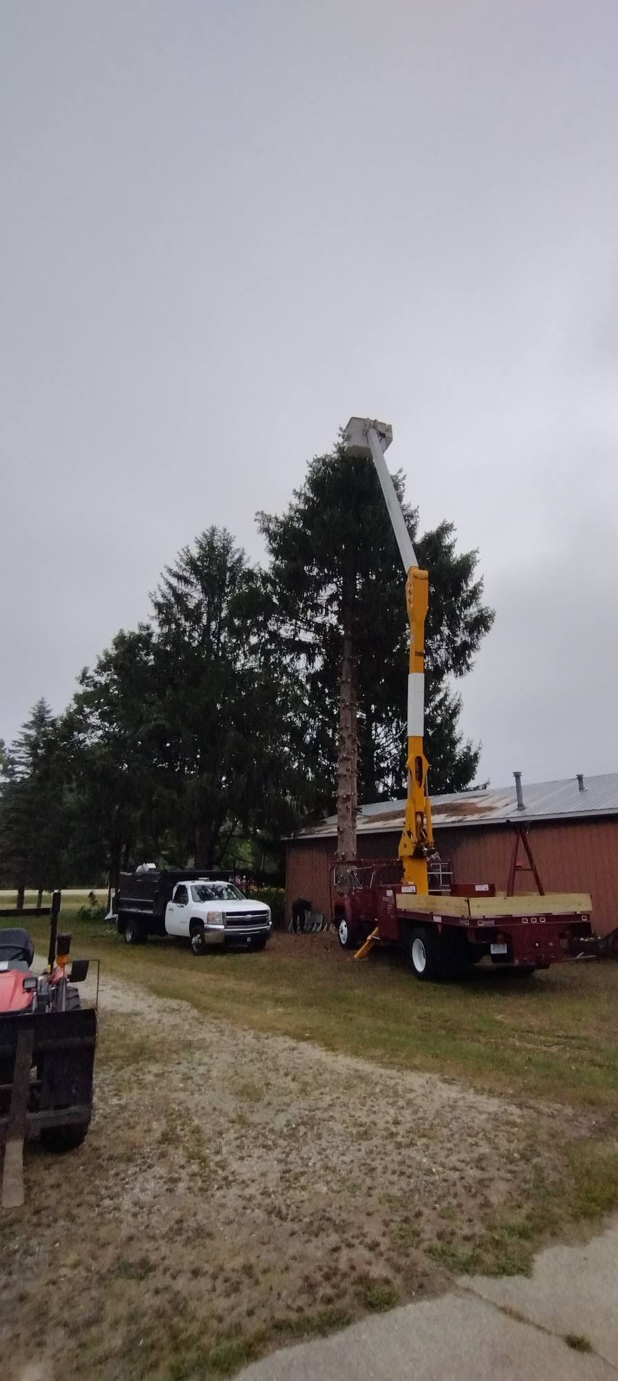 Bucket truck with its boom extended for elevated tree work