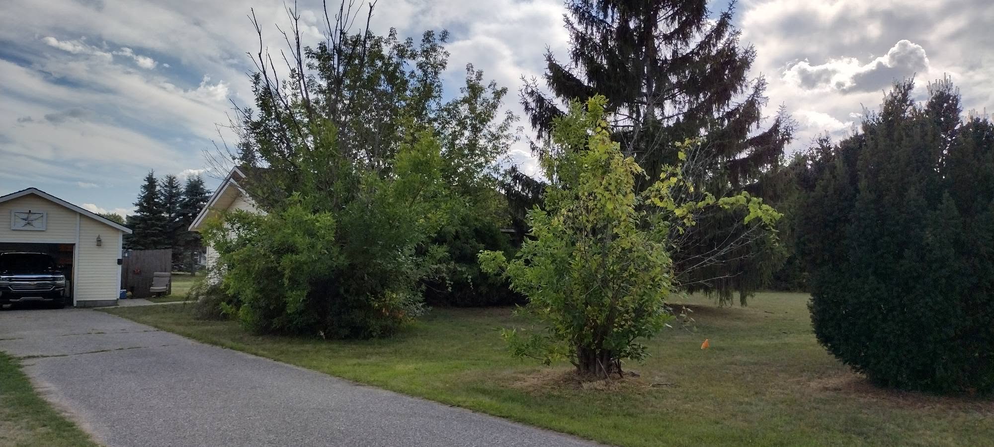 Residential property before trees and overgrowth were removed