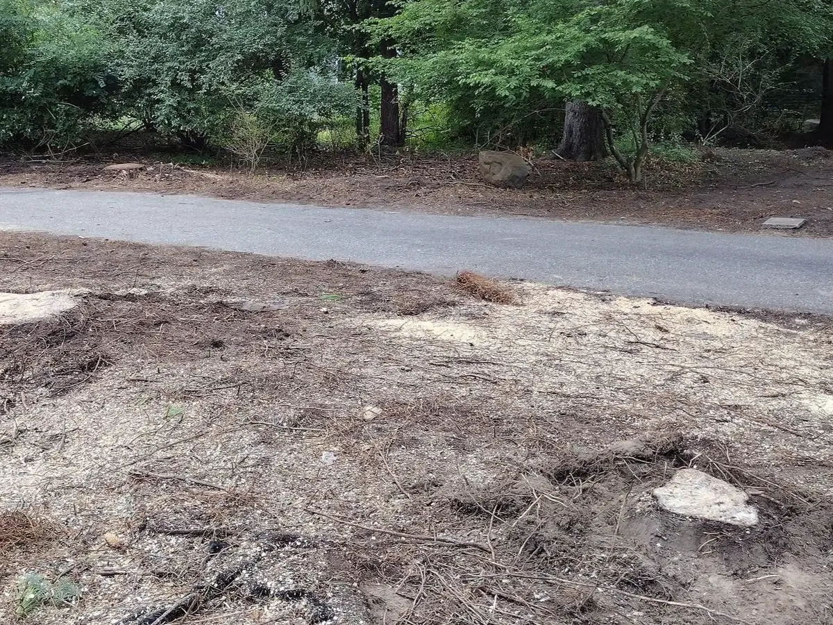 Ground stumps and cleared work area