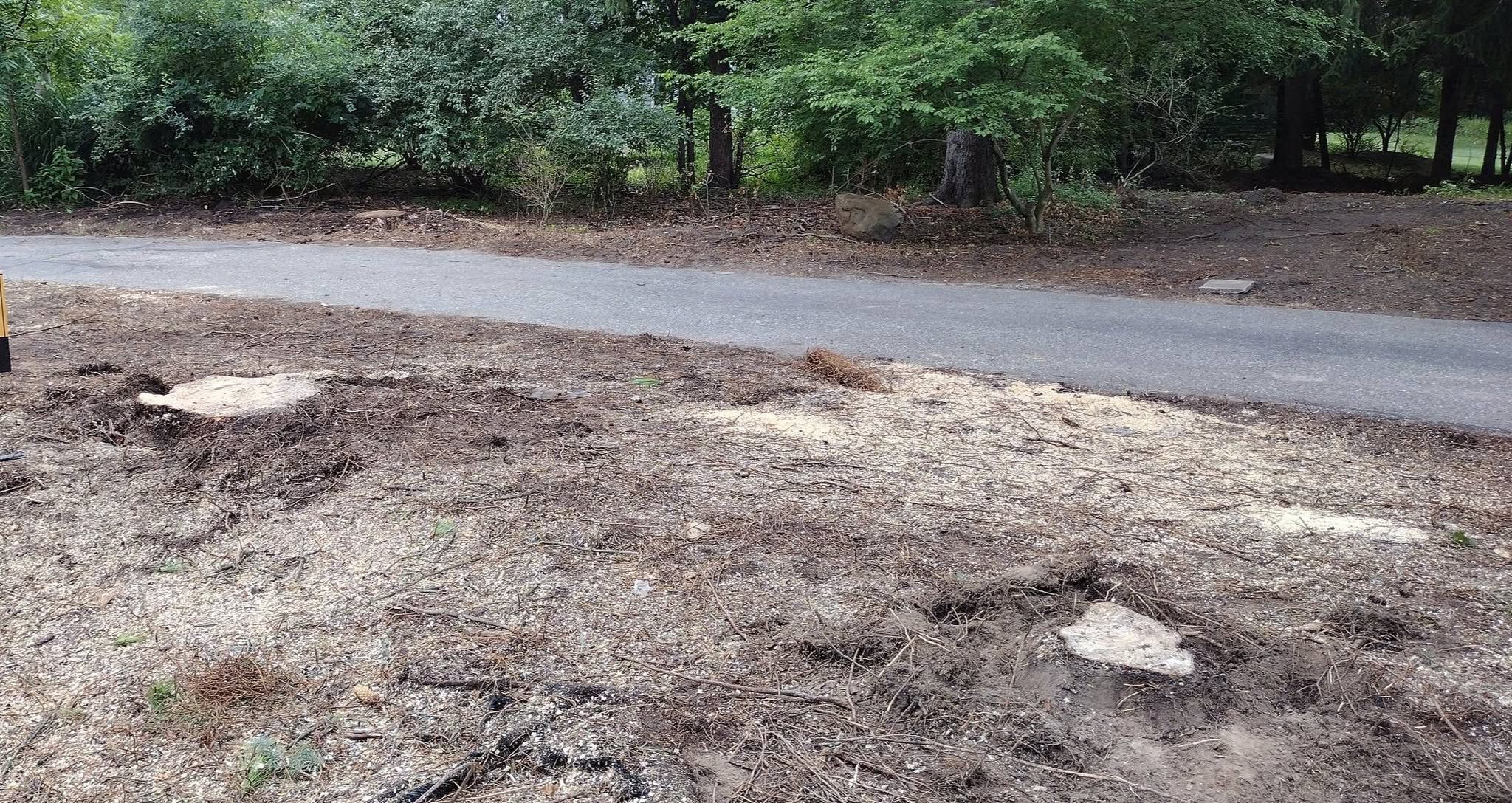 Multiple stumps beside a driveway before stump grinding
