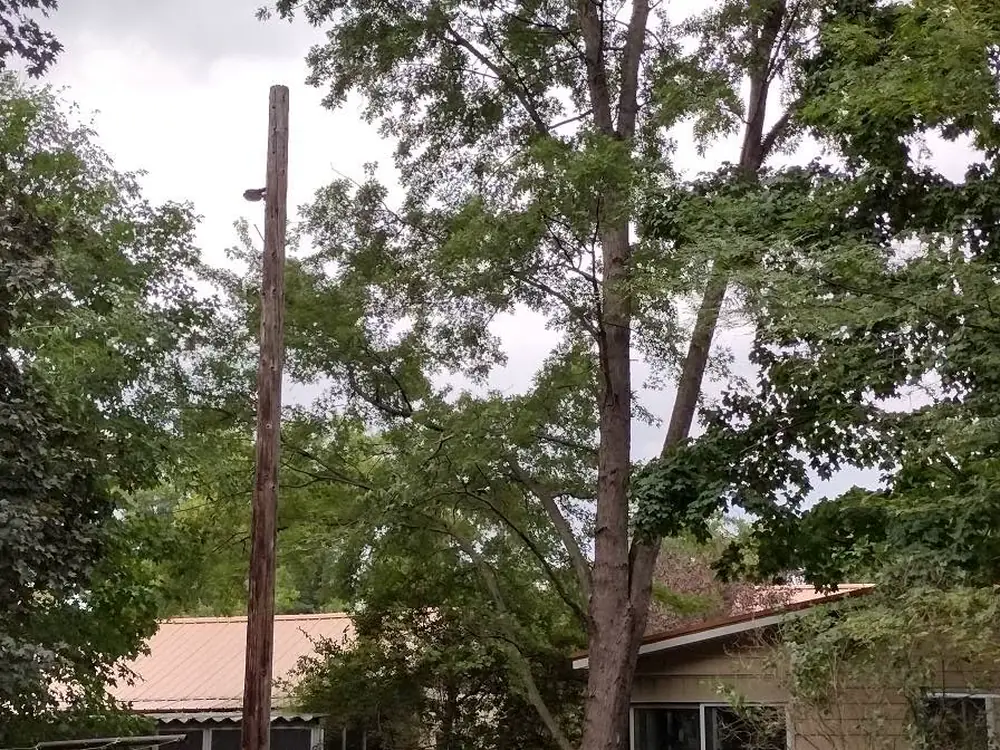 Tree removal area after work