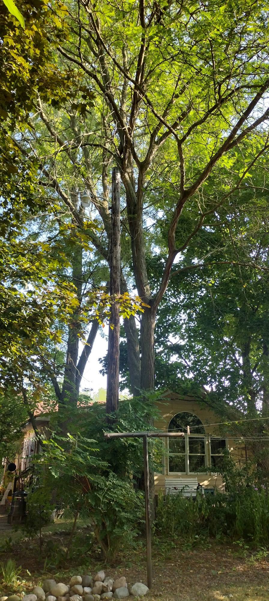 Tree service work on a Mid Michigan property