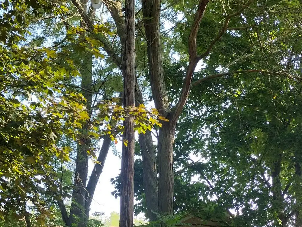 Tree removal work underway near a home