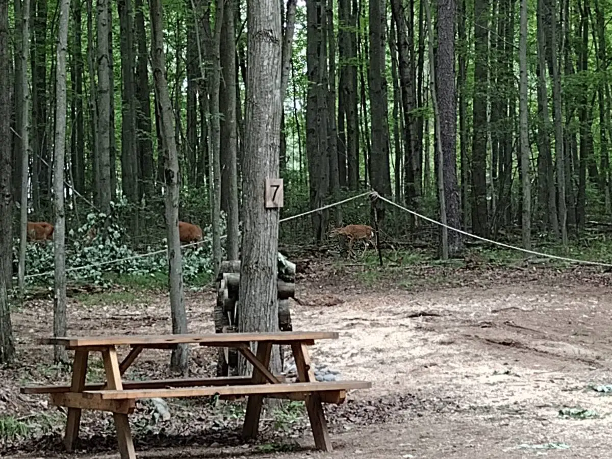 Cleared path through a Mid Michigan woodlot